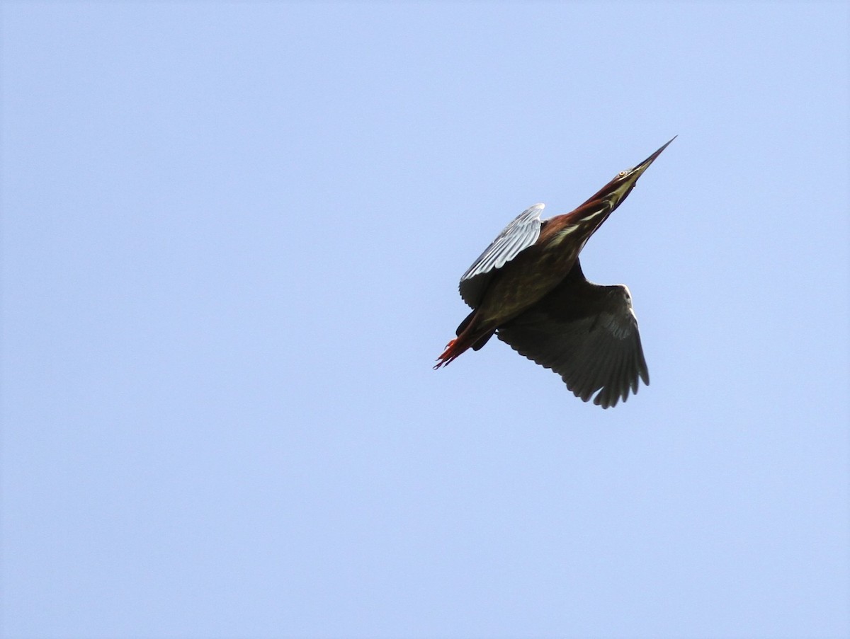 Green Heron - David Wheeler