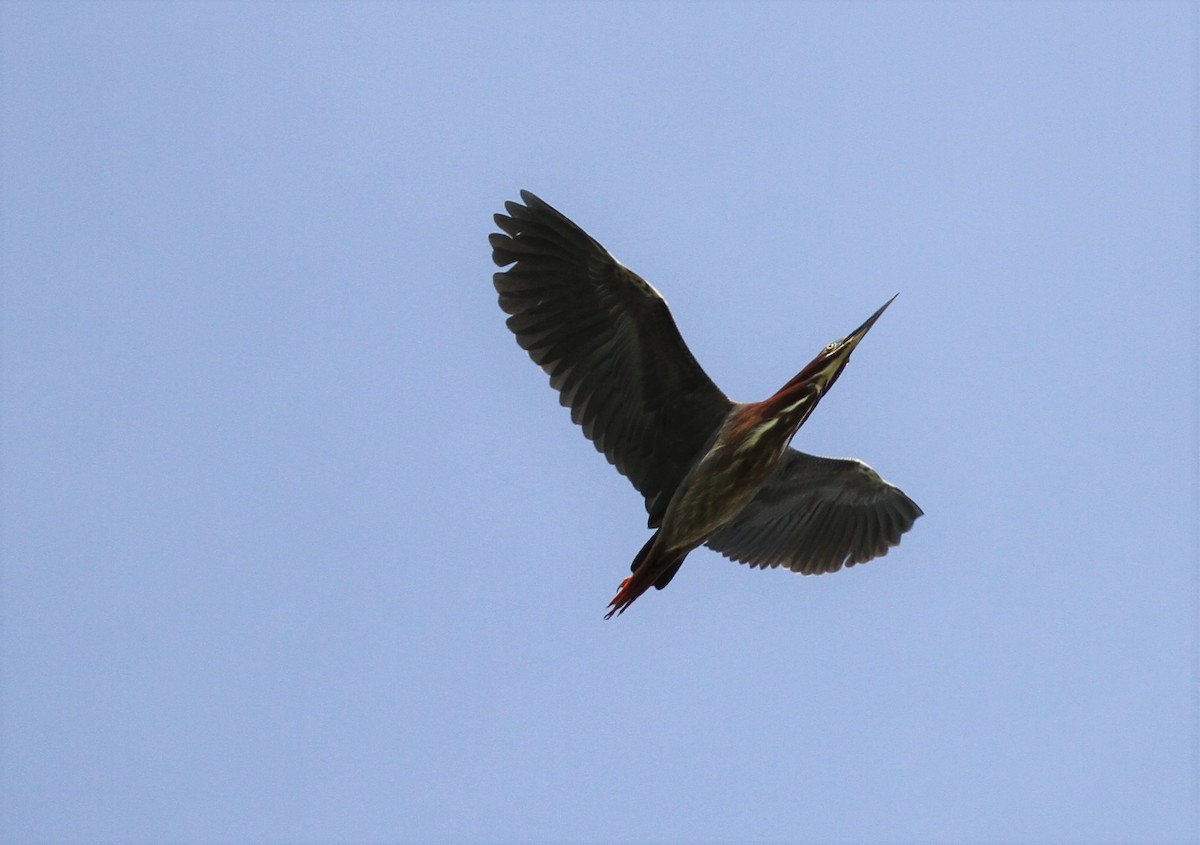 Green Heron - David Wheeler