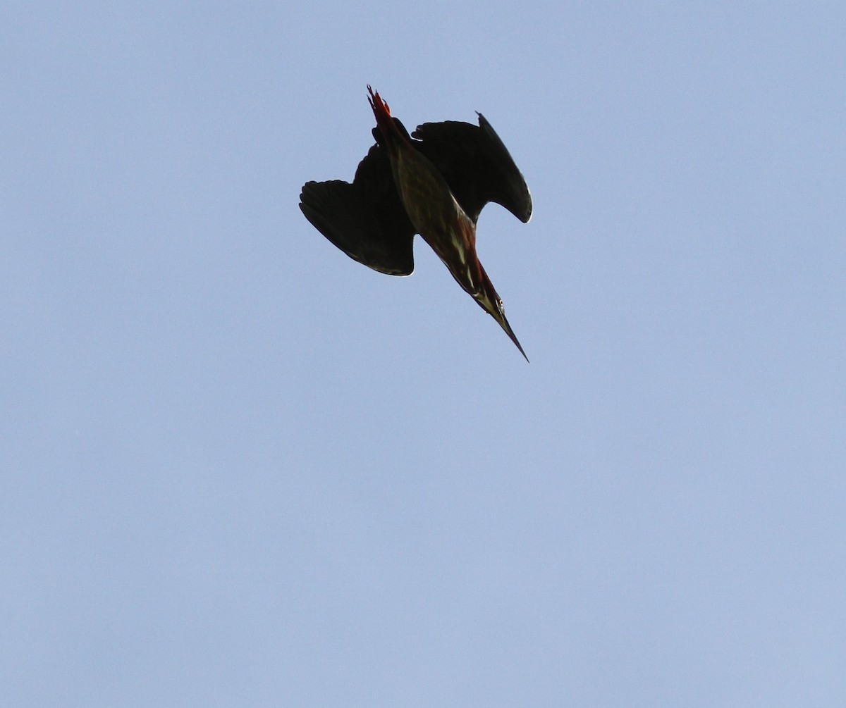 Green Heron - David Wheeler