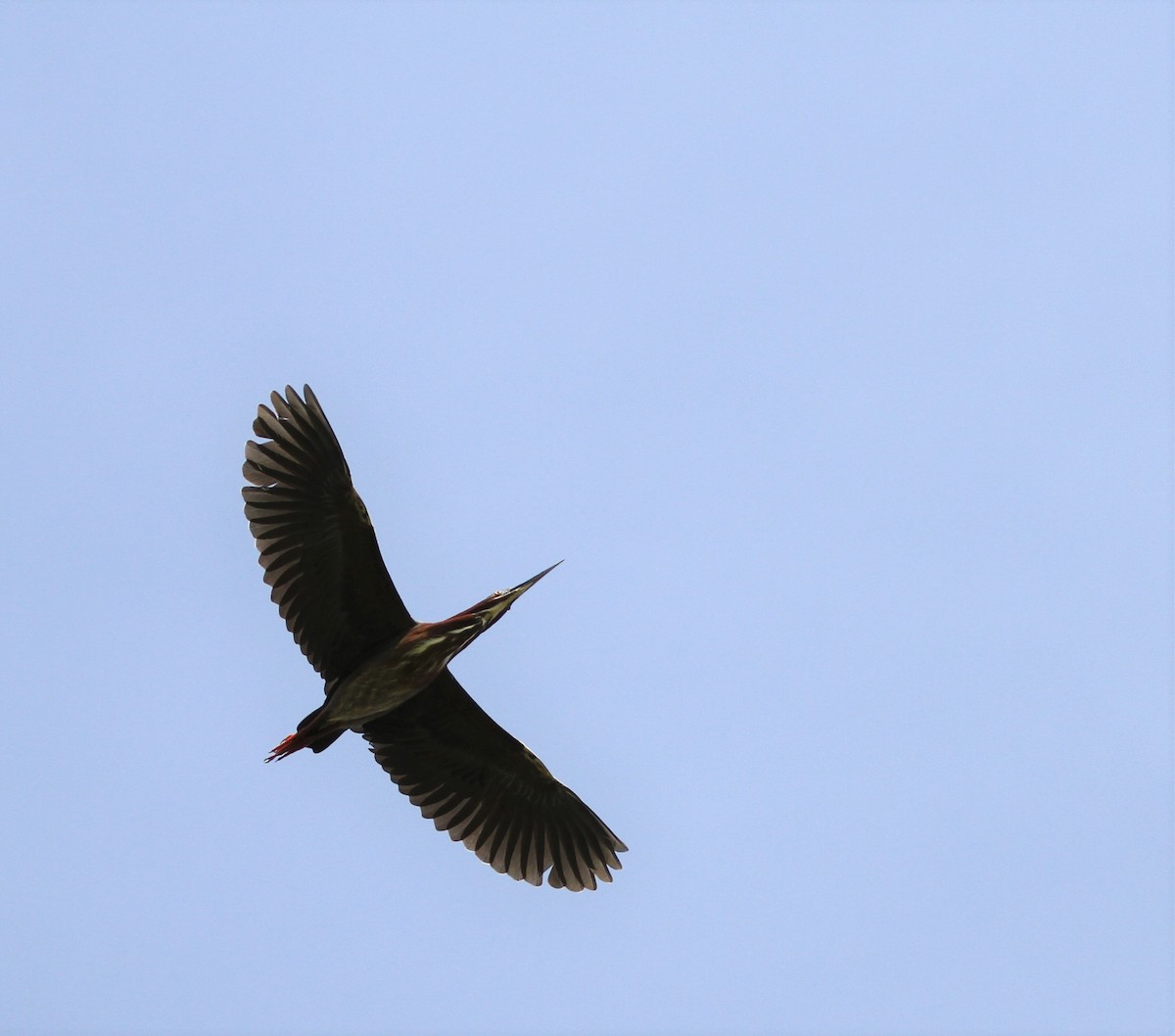 Green Heron - David Wheeler