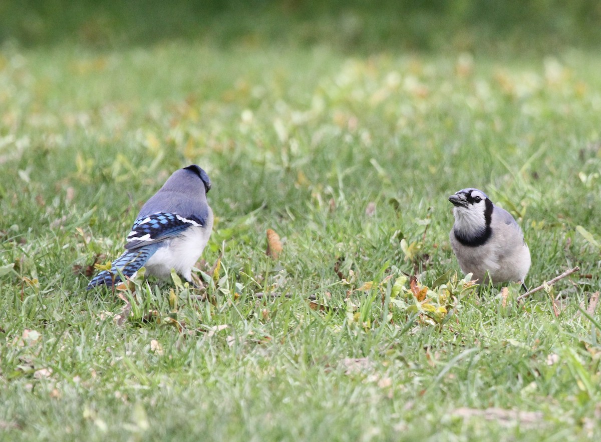 Blue Jay - David Wheeler