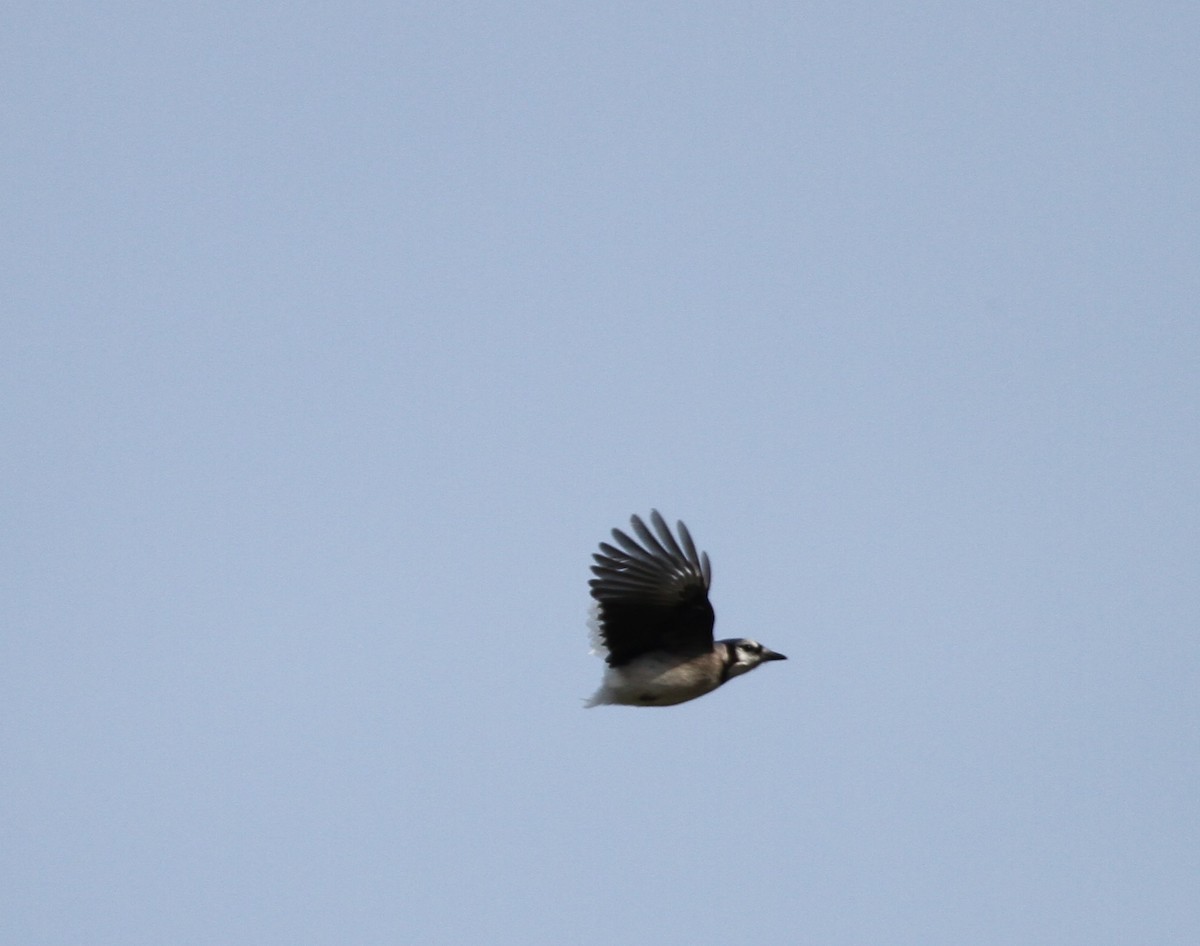 Blue Jay - David Wheeler