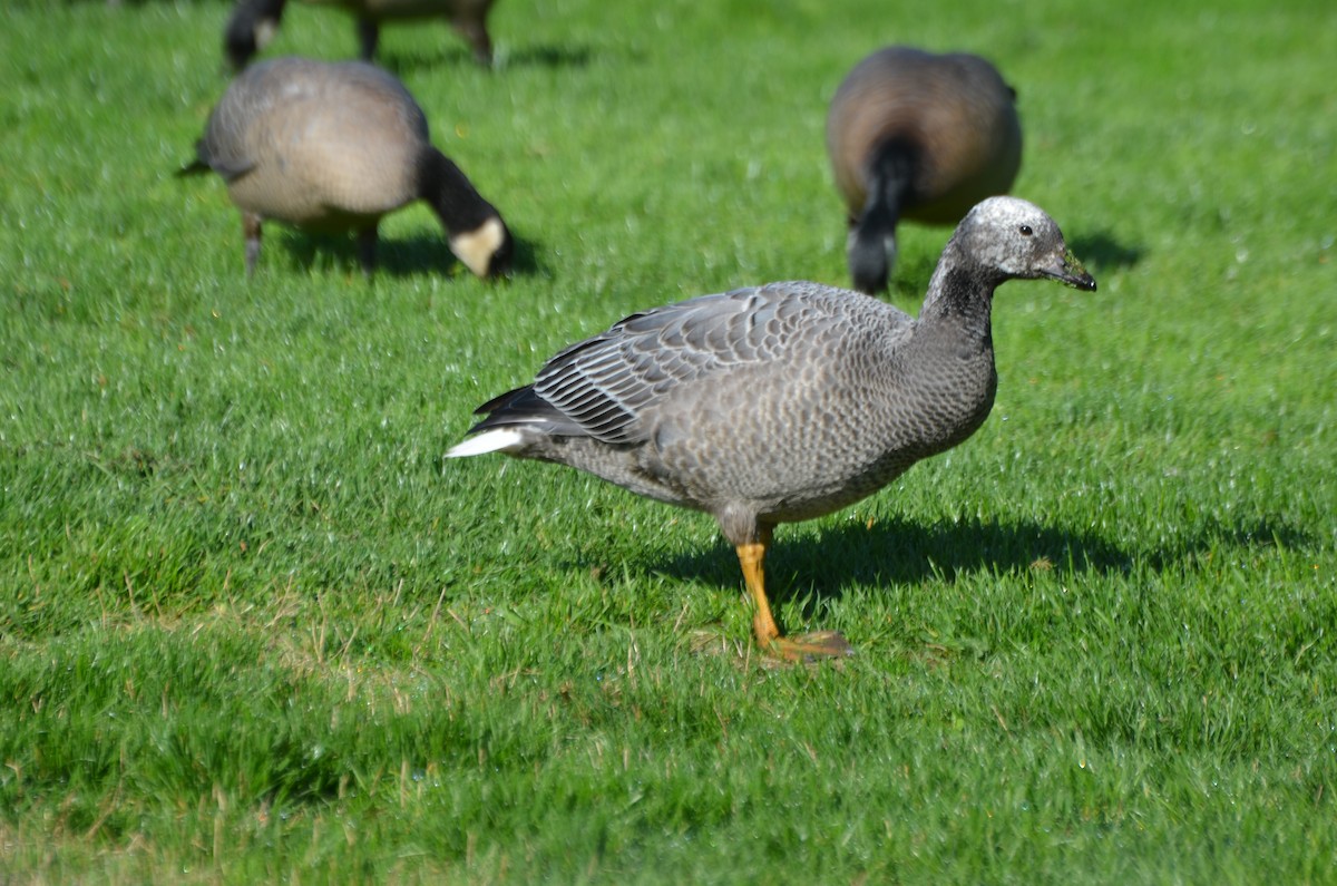 Emperor Goose - ML413525631