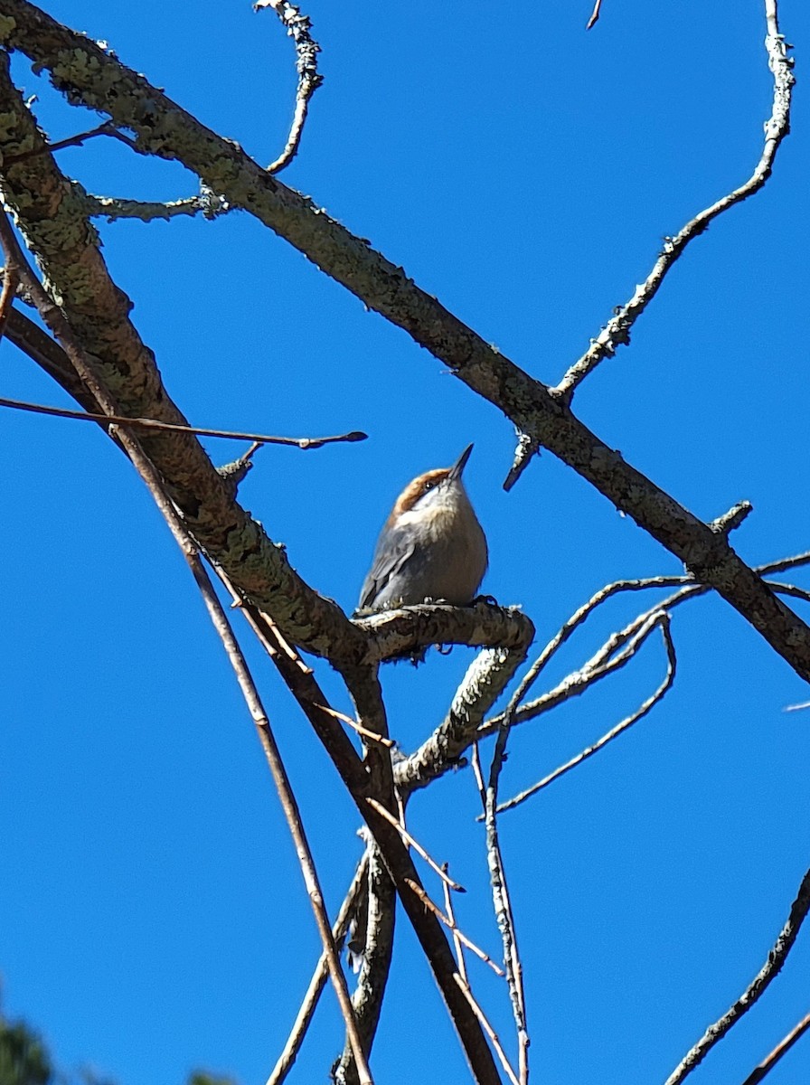 Sittelle à tête brune - ML413529401