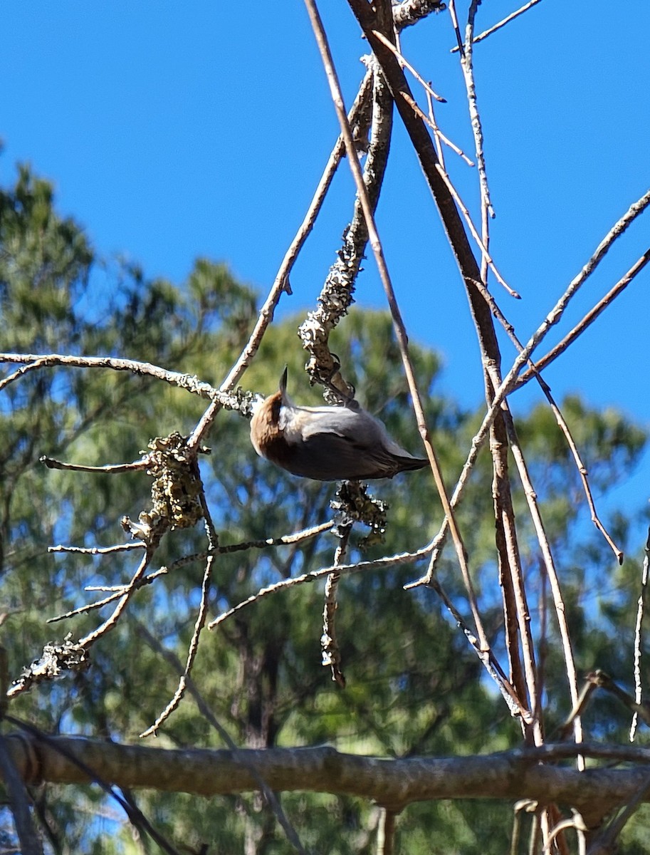 Brown-headed Nuthatch - ML413529421