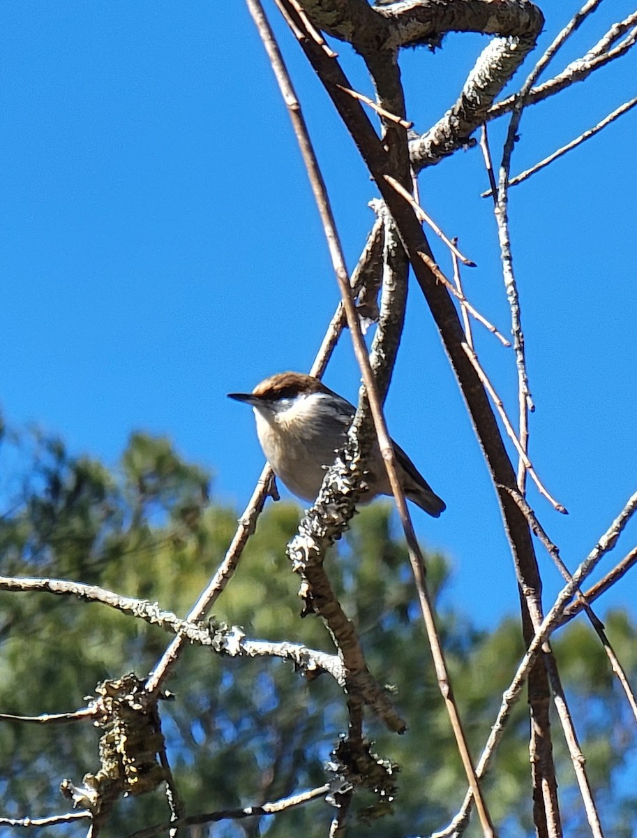 Brown-headed Nuthatch - ML413529431
