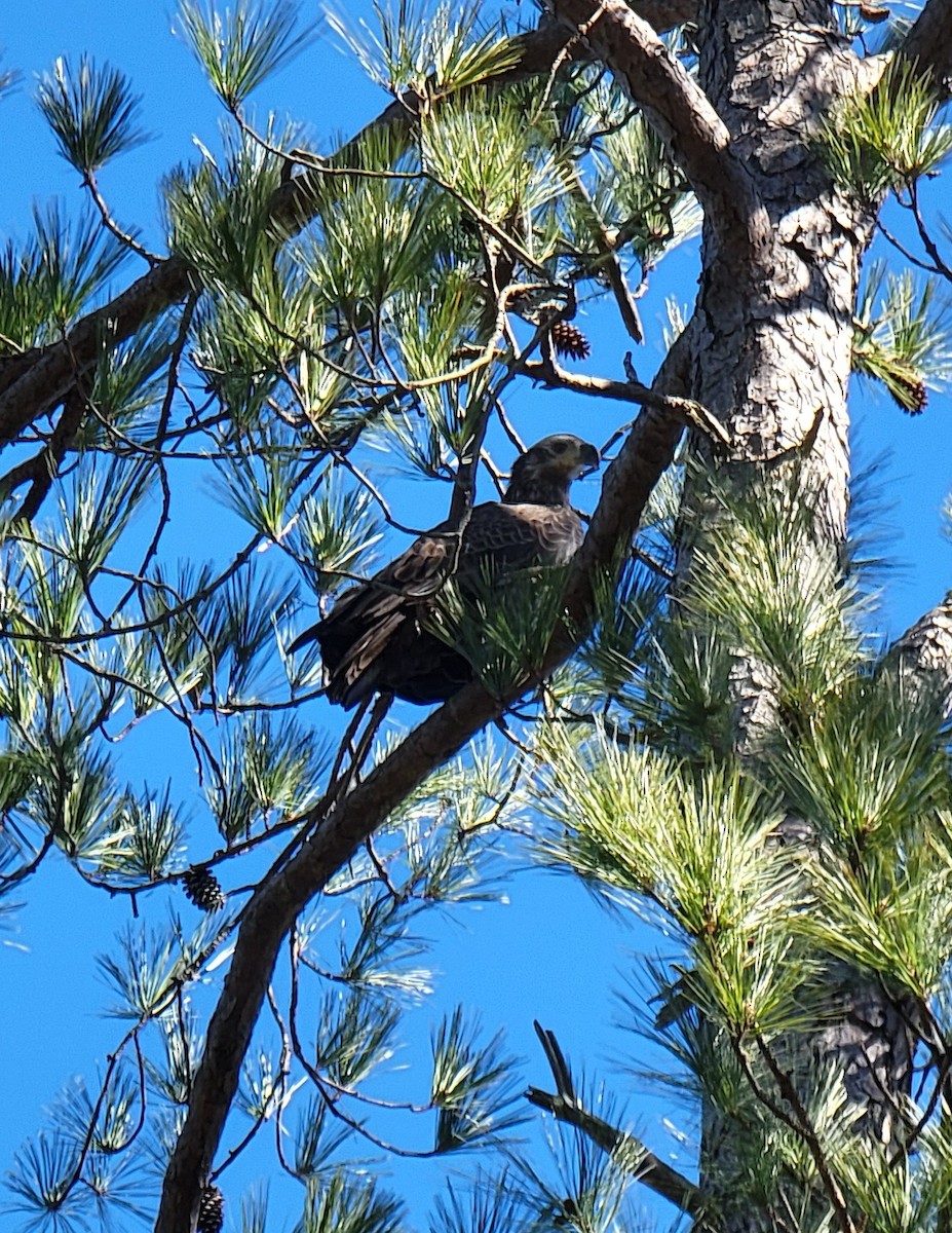 Bald Eagle - ML413529521