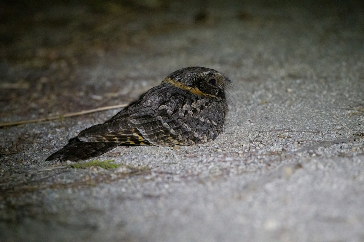 Buff-collared Nightjar - ML413529551