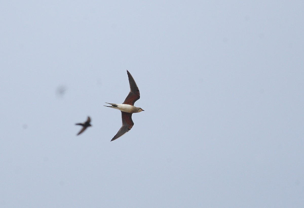 Oriental Pratincole - Pranay Juvvadi