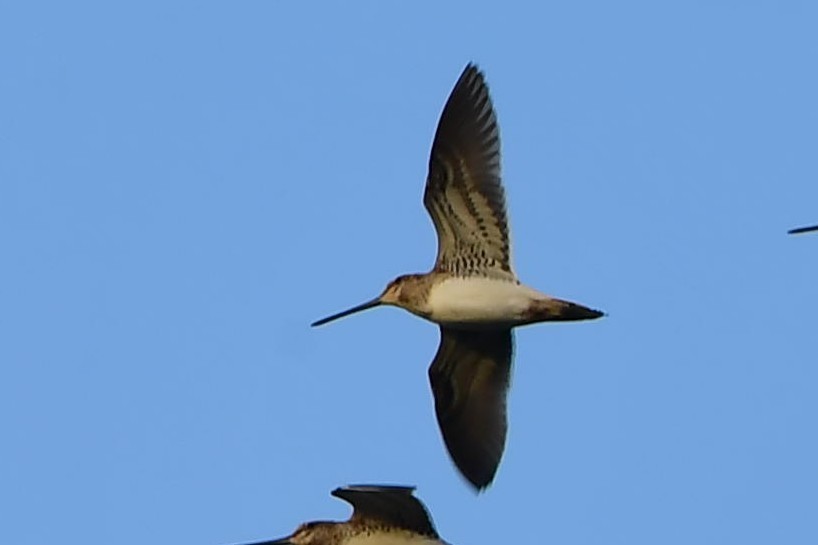 Common Snipe - Sriram Reddy