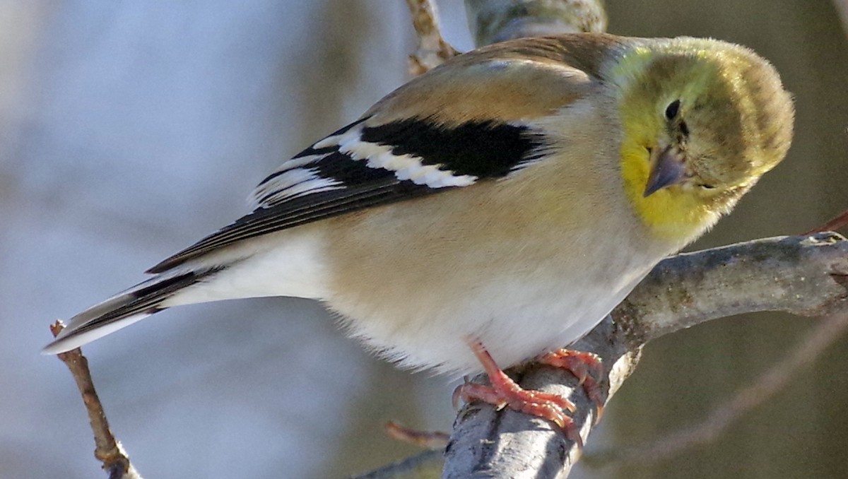American Goldfinch - Bill Winkler