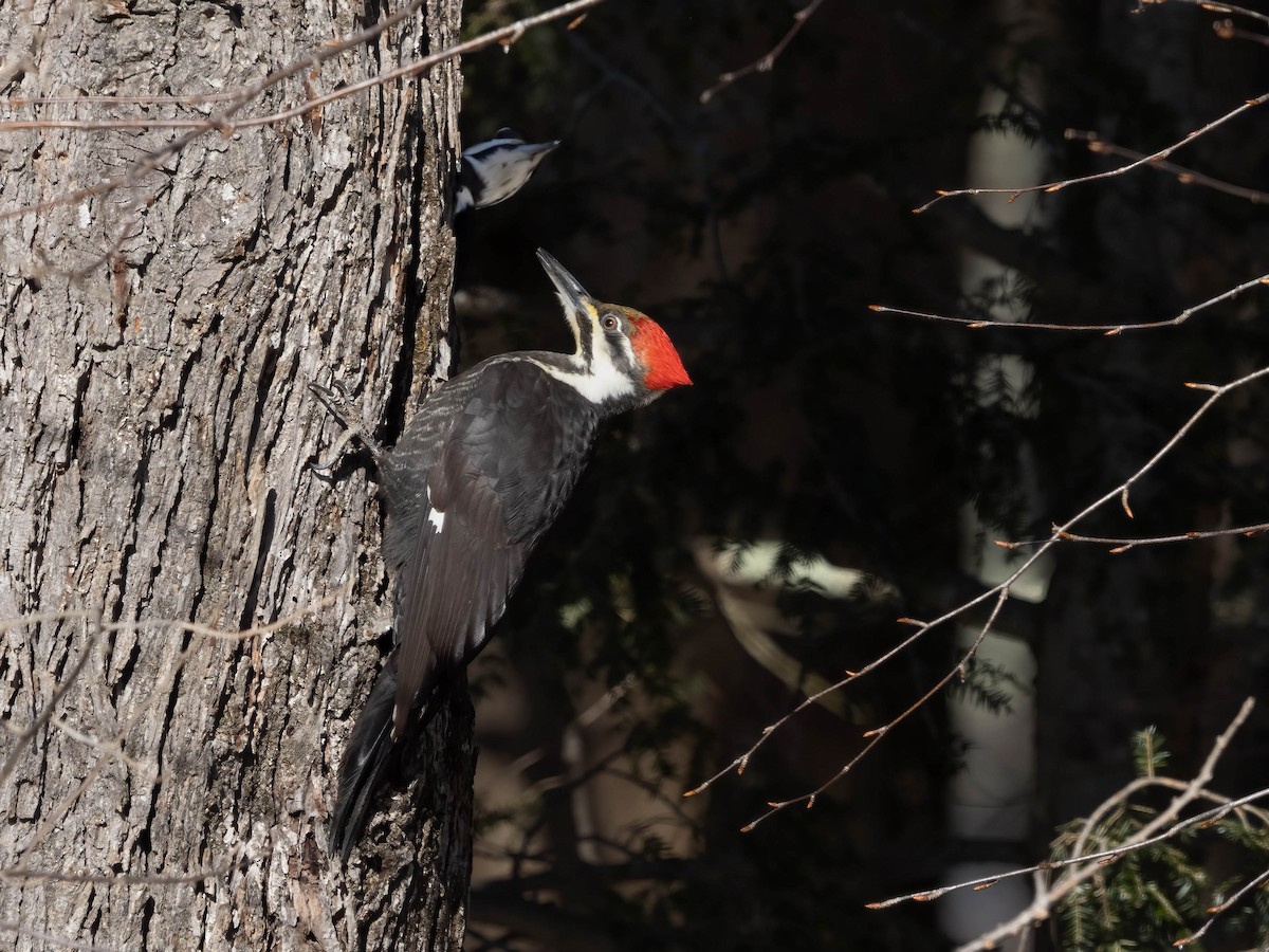Pileated Woodpecker - ML413540761