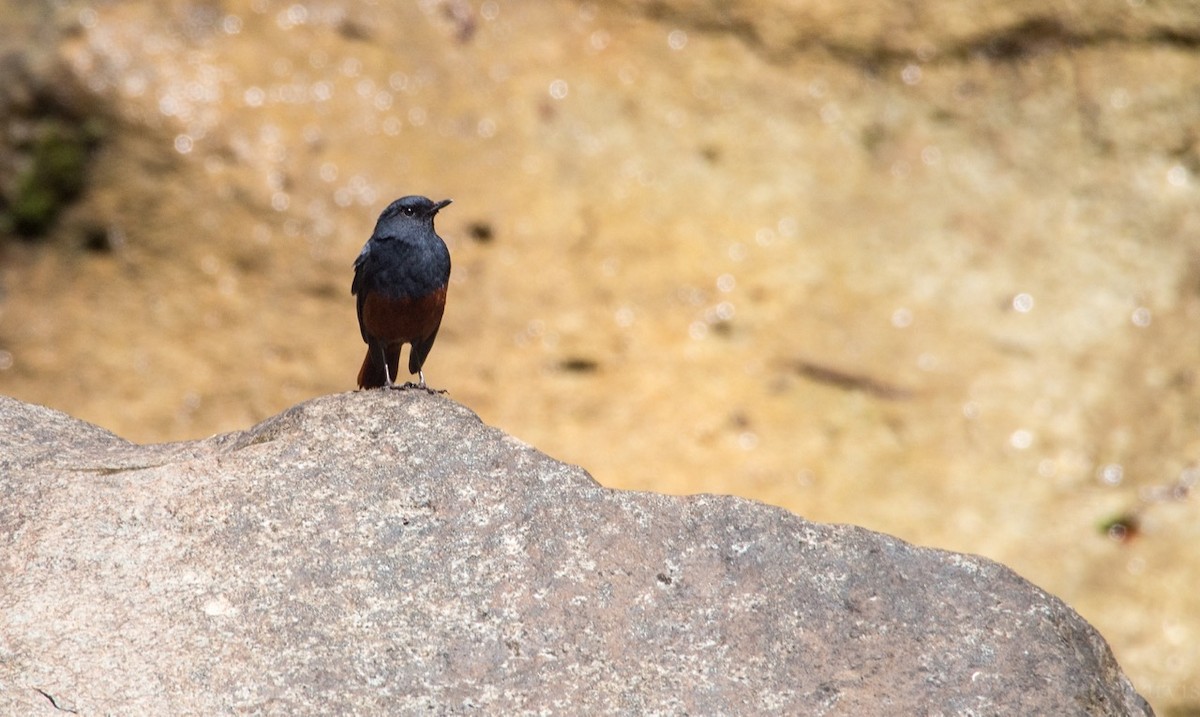 Luzon Redstart - ML41354301