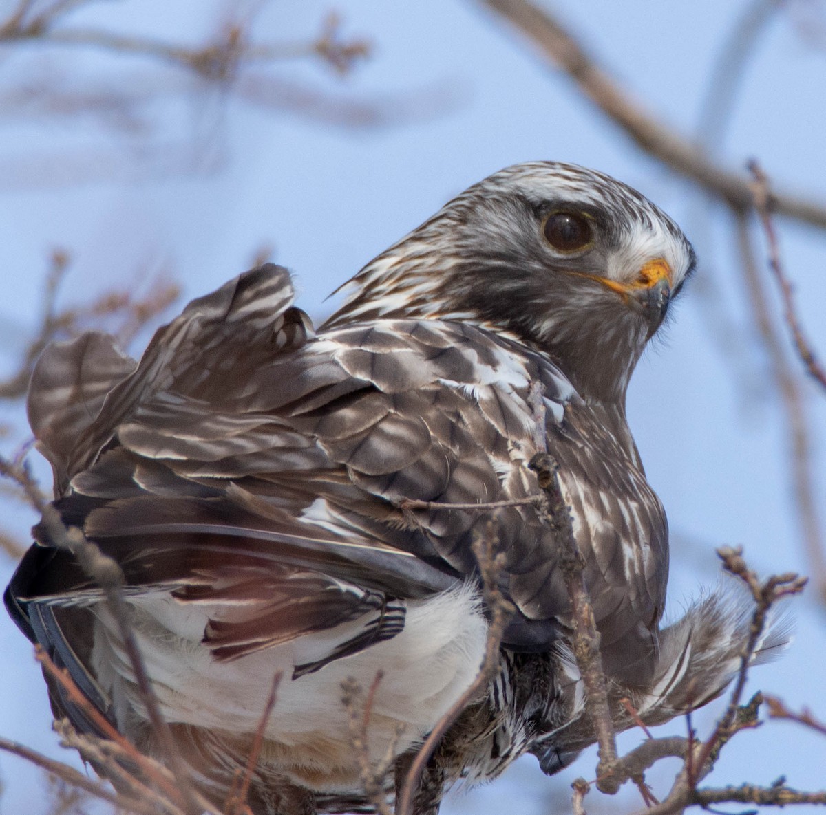 Rough-legged Hawk - ML413543831