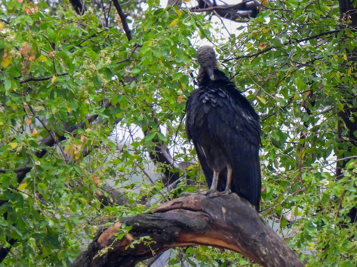 Black Vulture - ML413545091