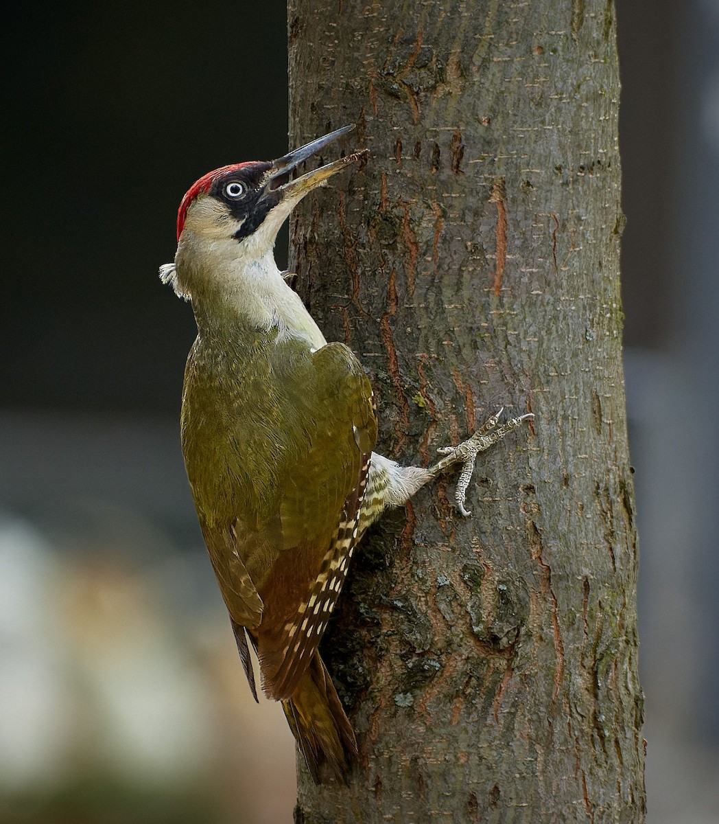 Eurasian Green Woodpecker (Eurasian) - ML413549041