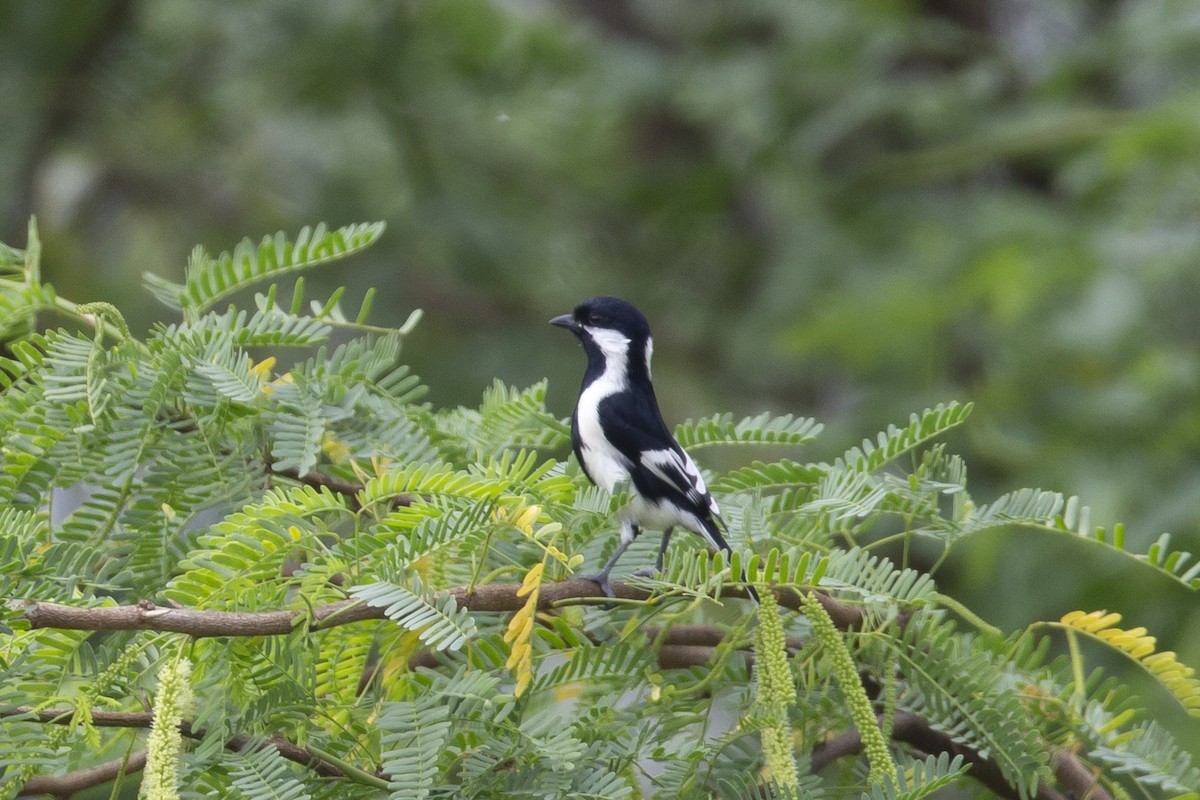 White-naped Tit - ML413549841