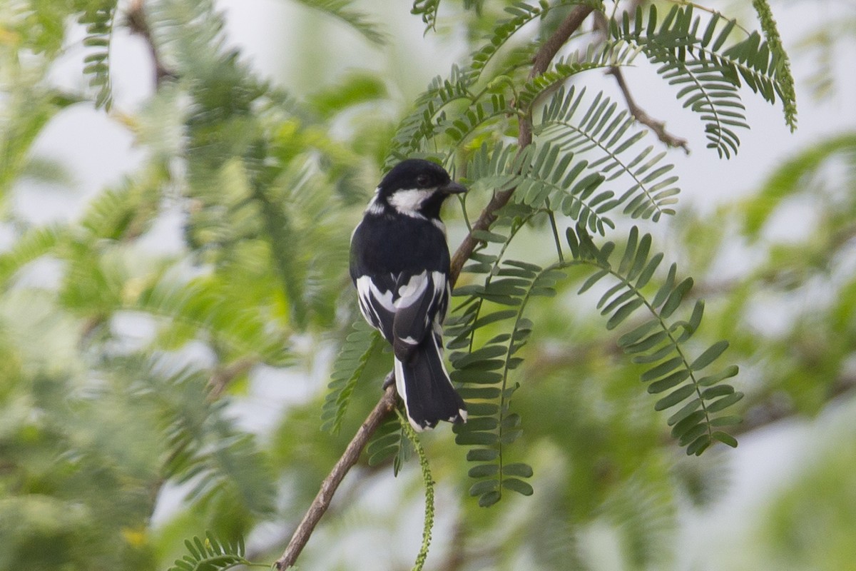White-naped Tit - ML413549851