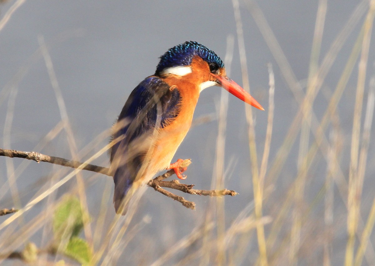 Malachite Kingfisher - ML413550061