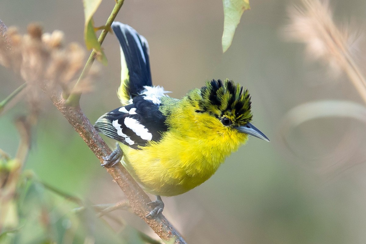 White-tailed Iora - ML413550371