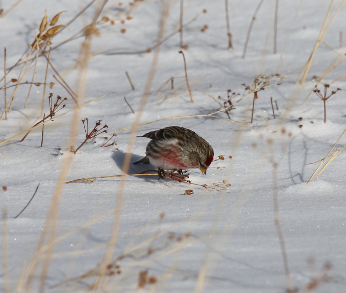 Redpoll (Common) - ML413550801