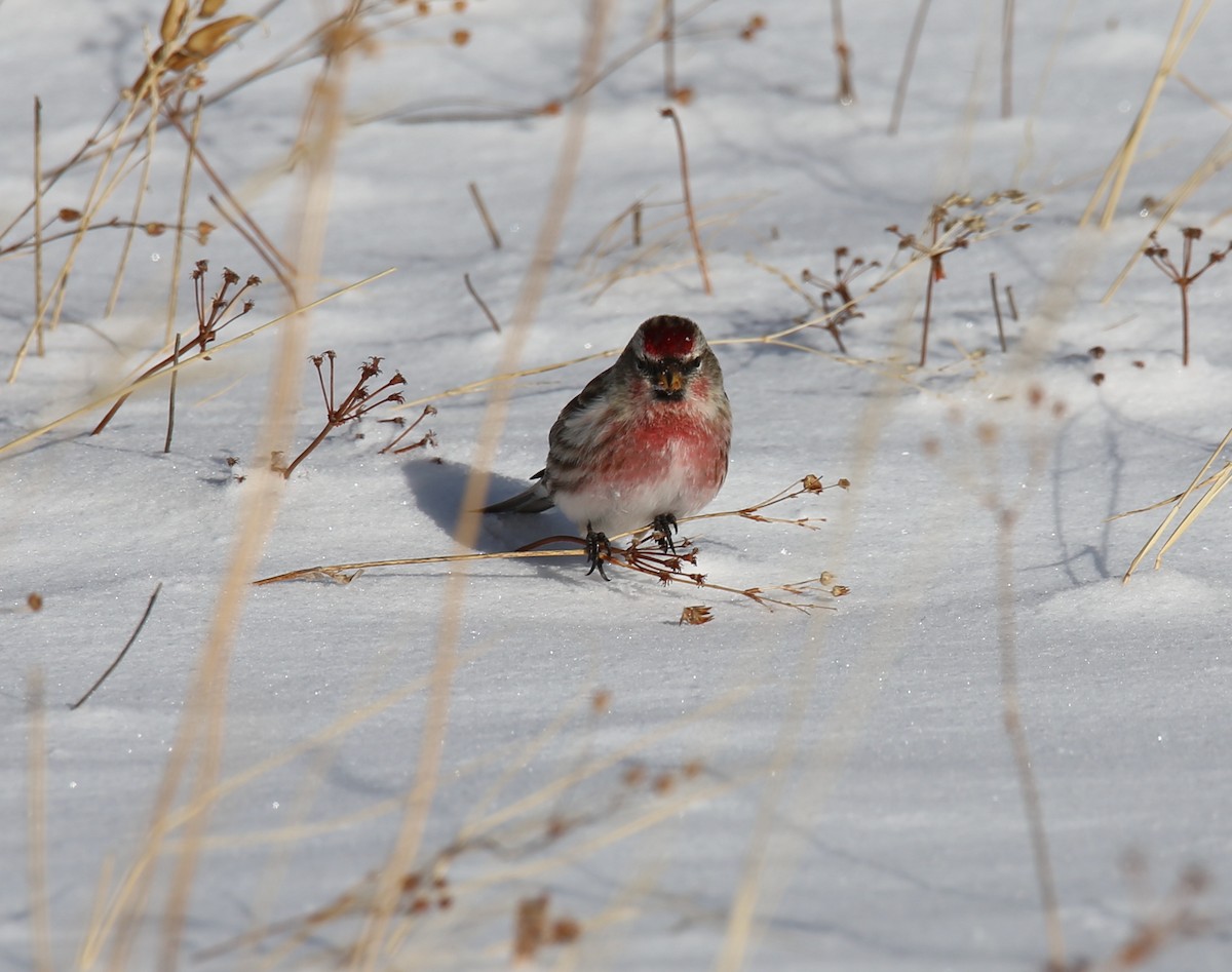 Redpoll (Common) - ML413550851