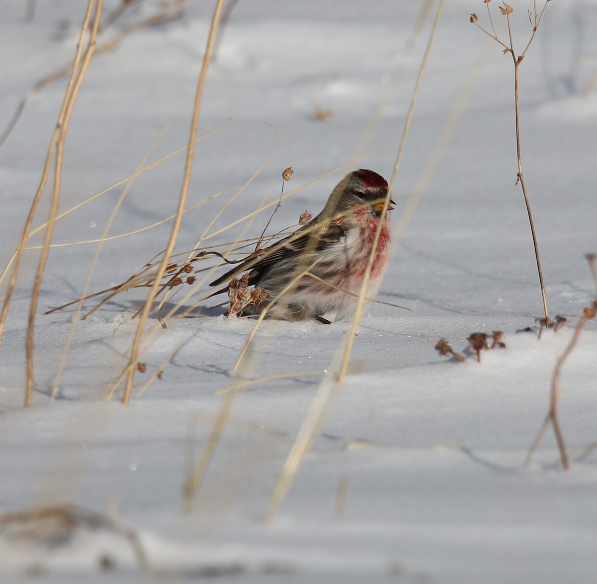 Redpoll (Common) - ML413550891