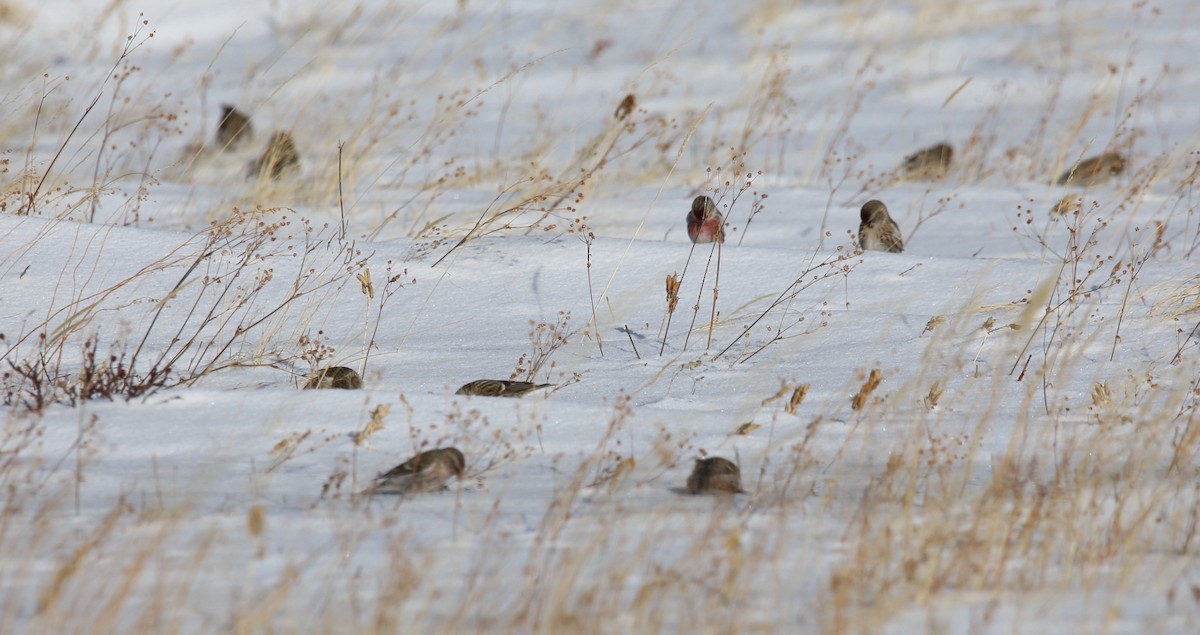 Redpoll (Common) - ML413550901
