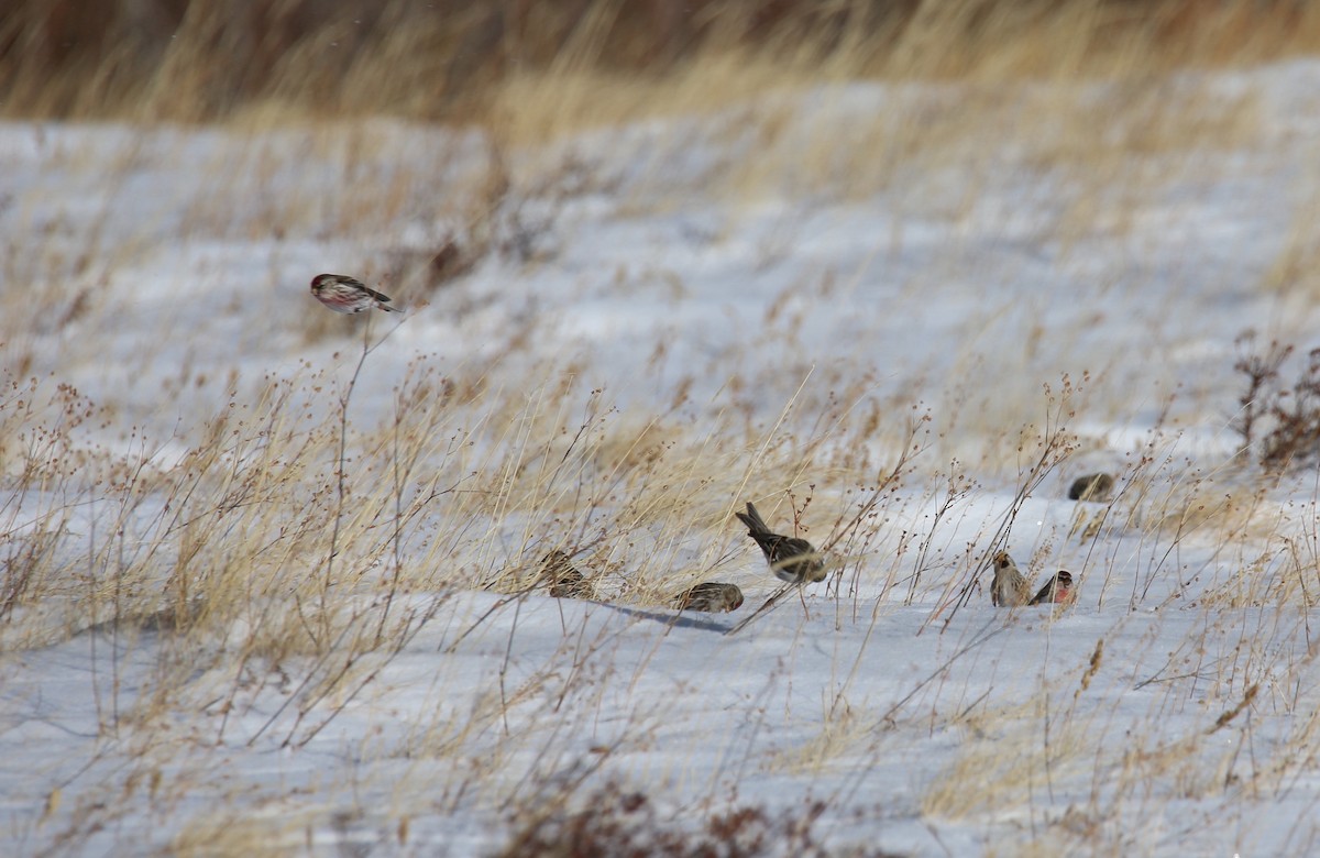 Redpoll (Common) - ML413550911