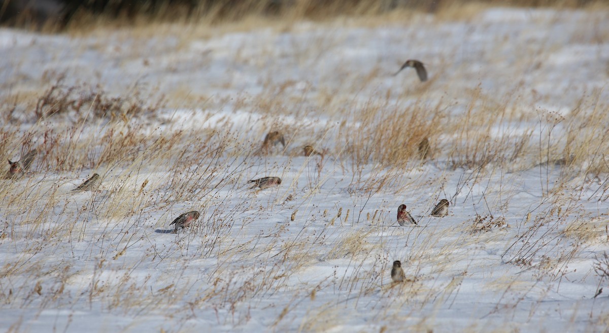 Redpoll (Common) - ML413550971
