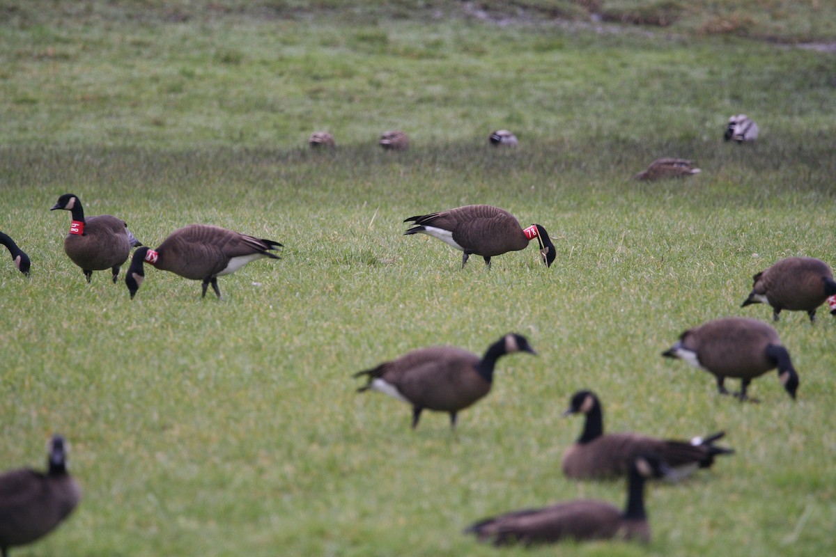 Canada Goose - ML413552721