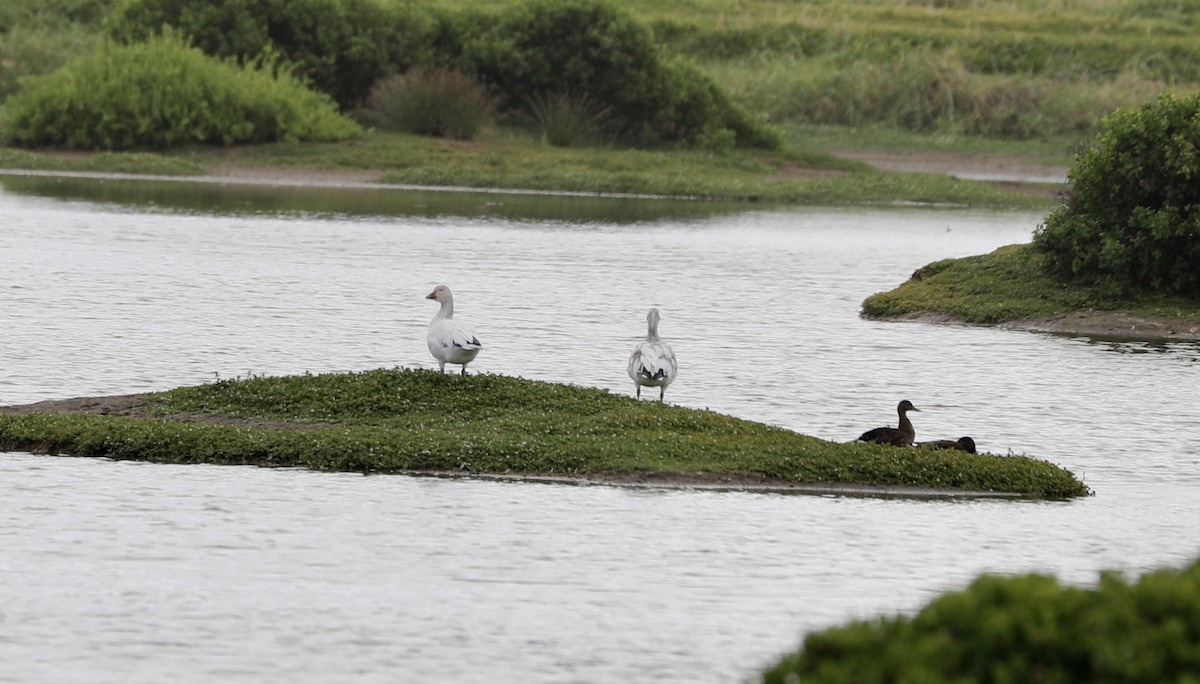 Snow Goose - ML413556631