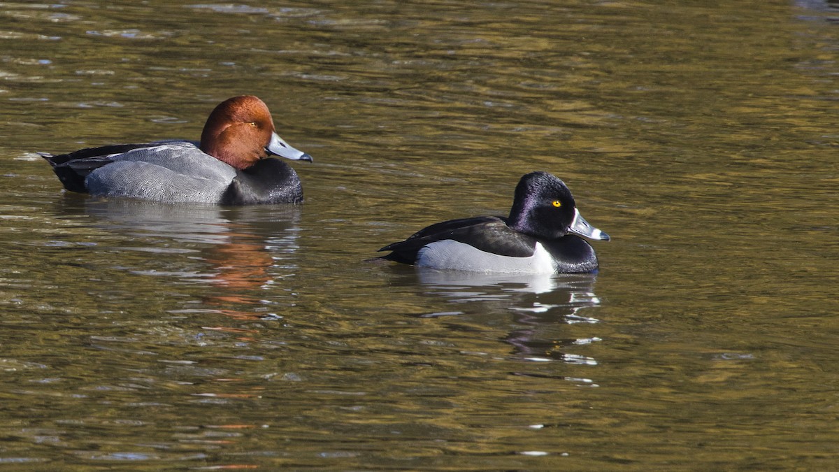 環頸潛鴨 - ML413559471