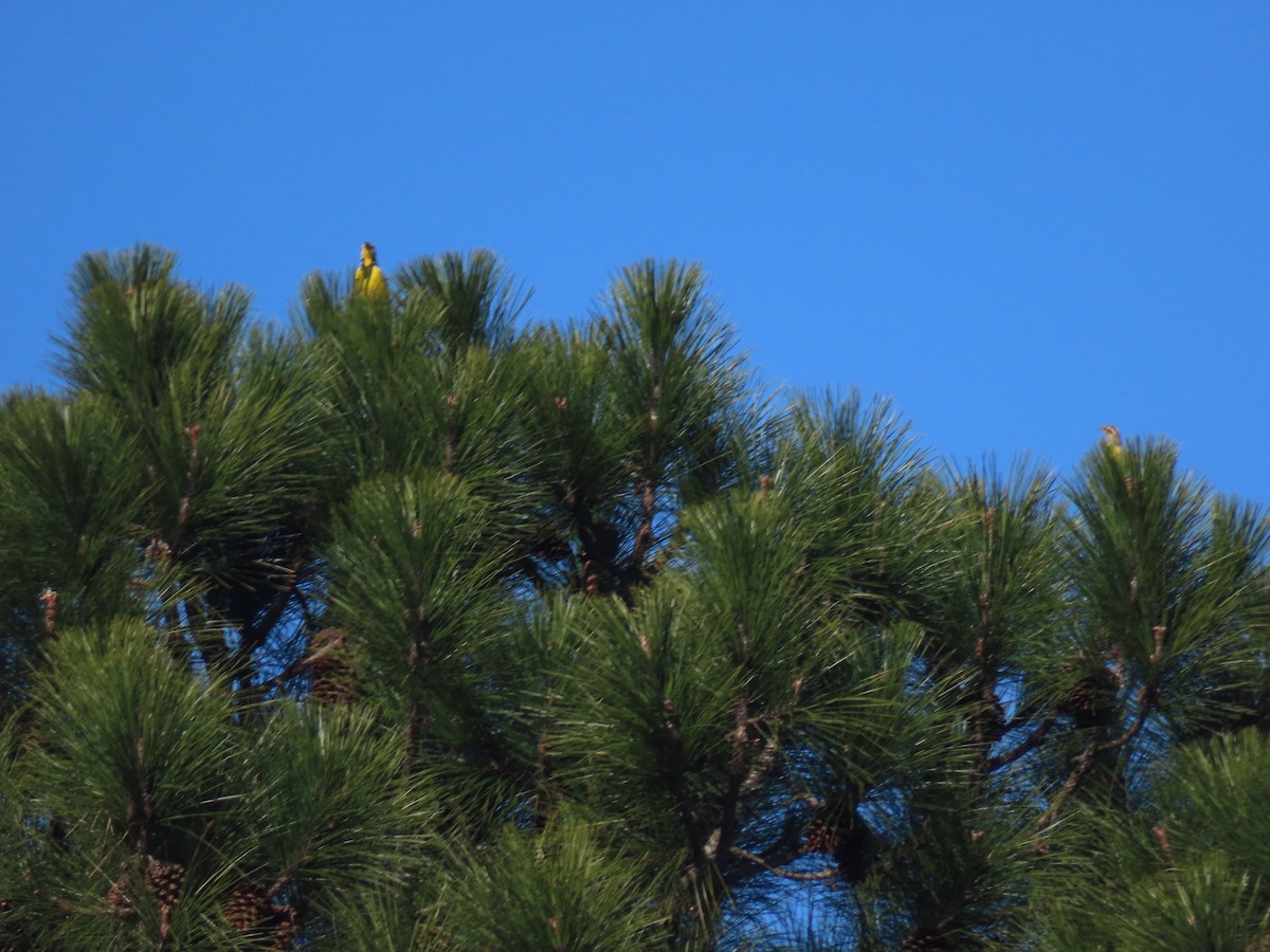 Eastern Meadowlark - Susan Talburt