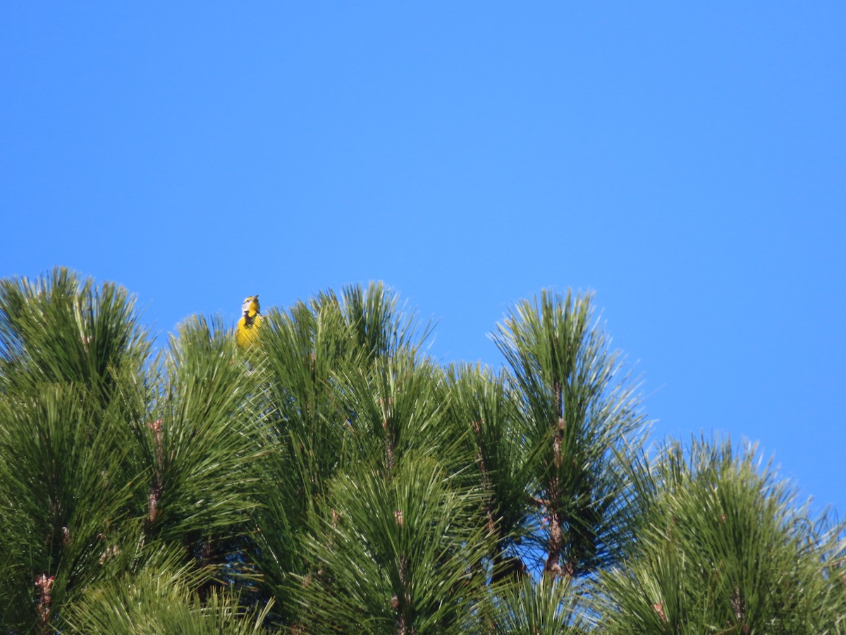 Eastern Meadowlark - ML413559501