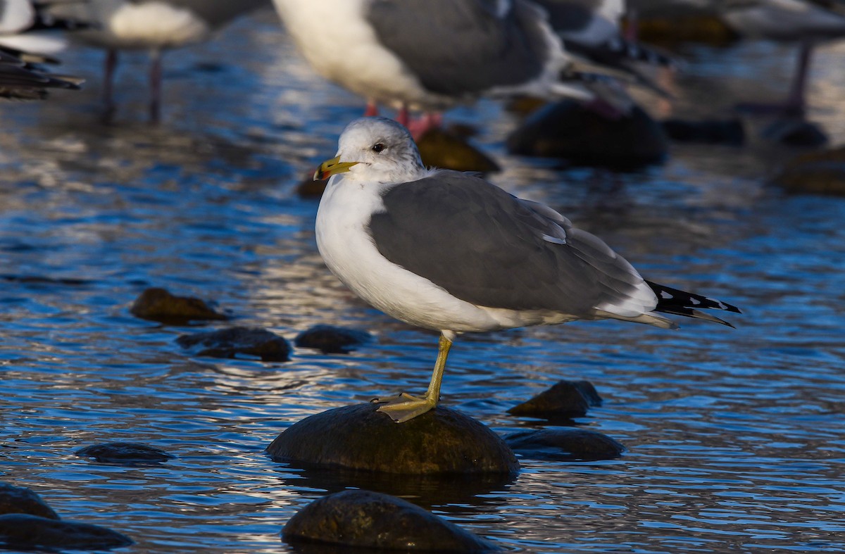 California Gull - ML413559781