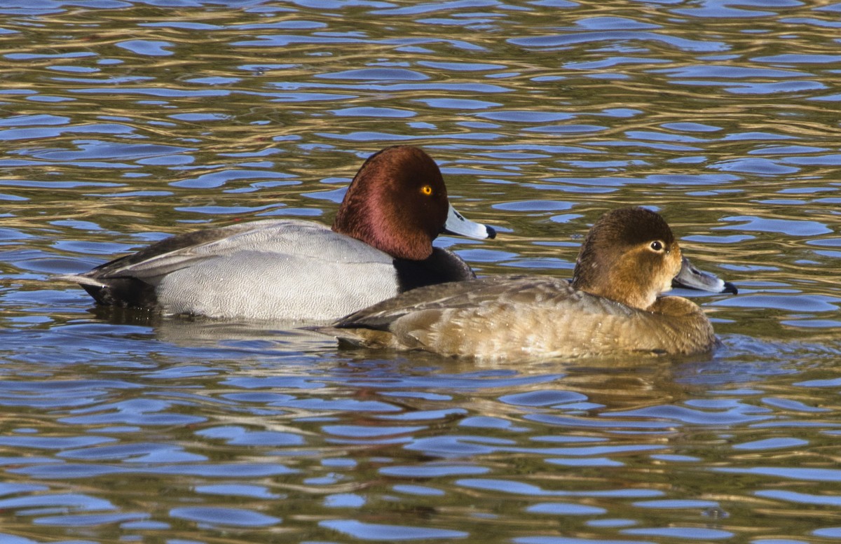 Redhead - ML413559921