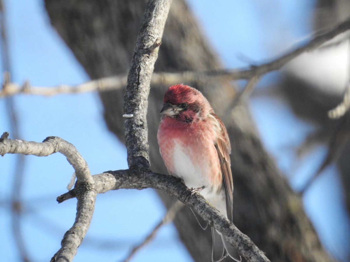 Purple Finch - ML413560651