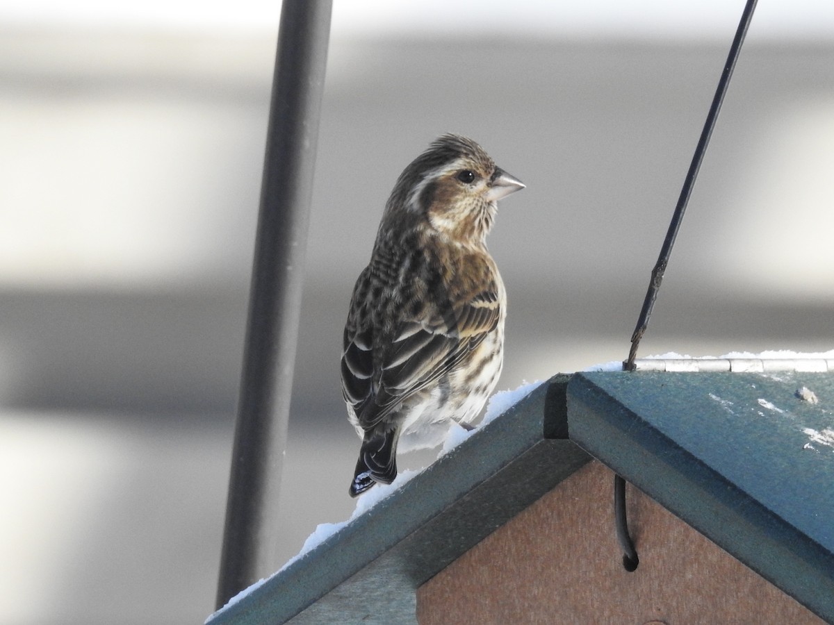 Purple Finch - ML413560661