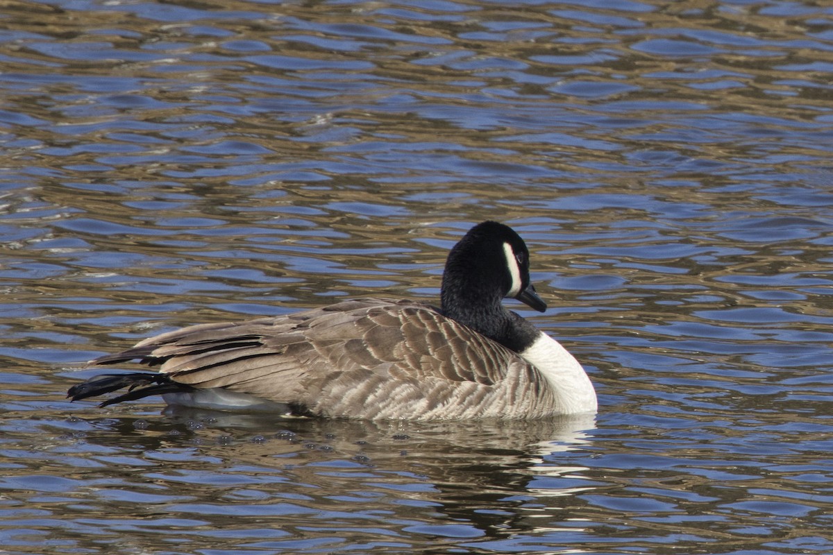 Canada Goose - ML413560801