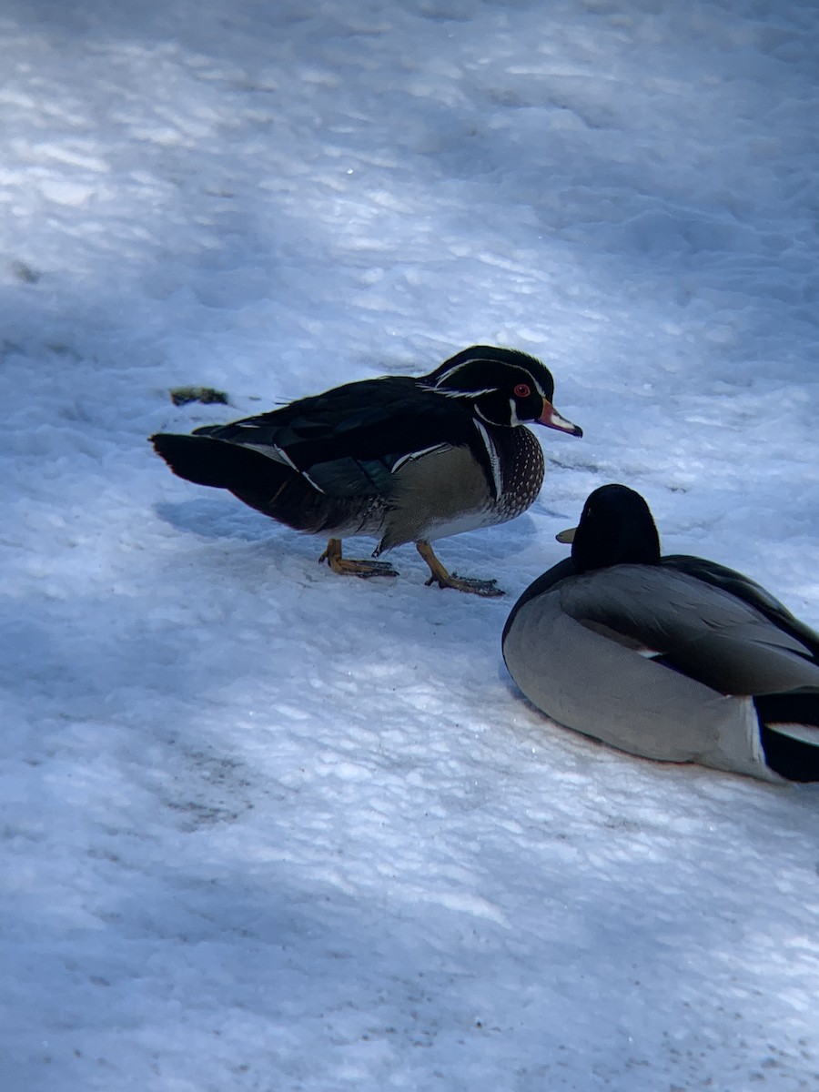 Wood Duck - ML413563641