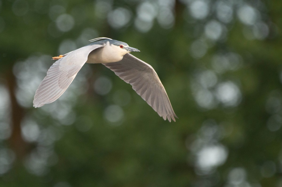 Black-crowned Night Heron - ML413564311