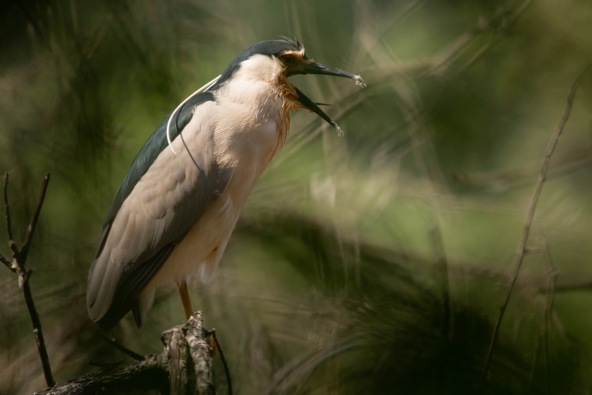 Black-crowned Night Heron - ML413564361