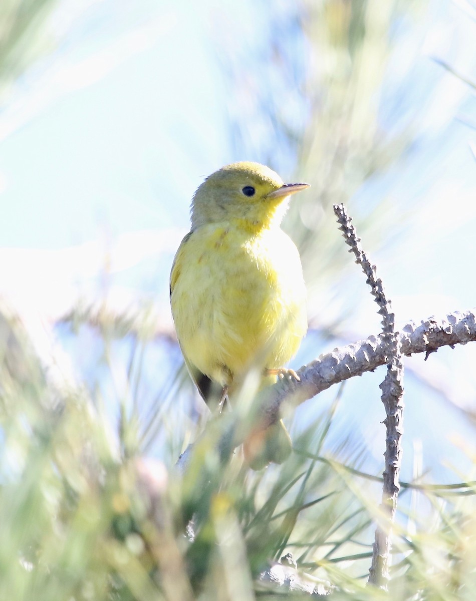 Yellow Warbler - ML413564591