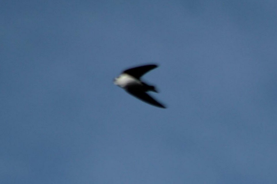 White-throated Swift - ML41356471