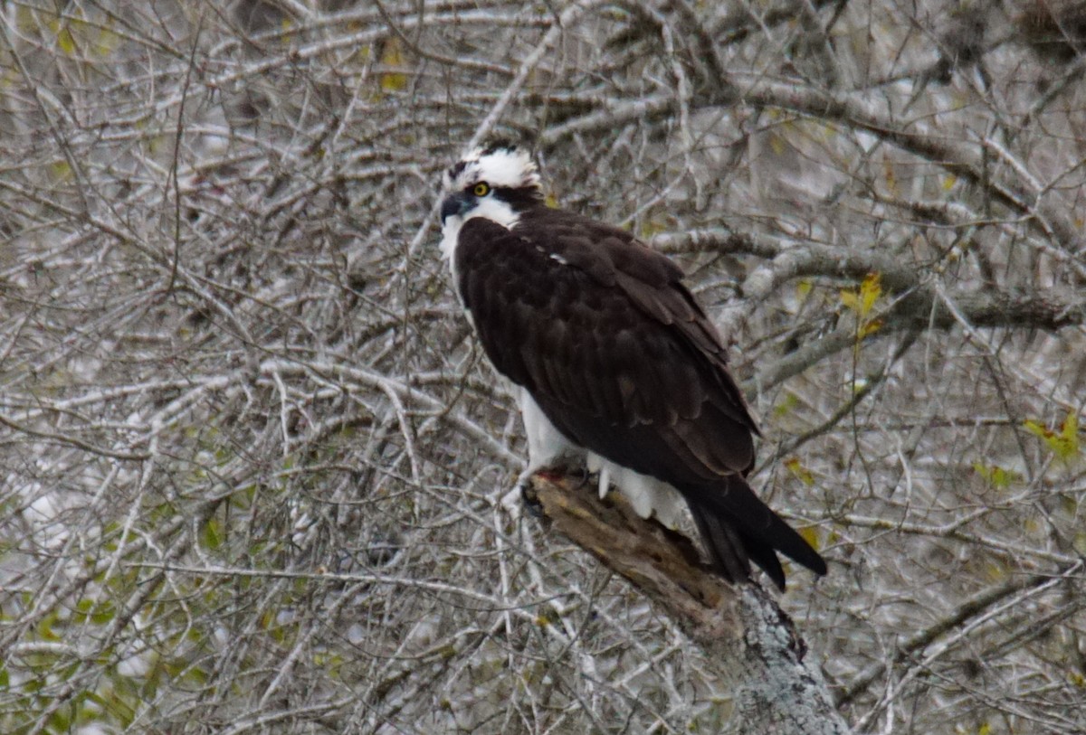 Águila Pescadora - ML413564791