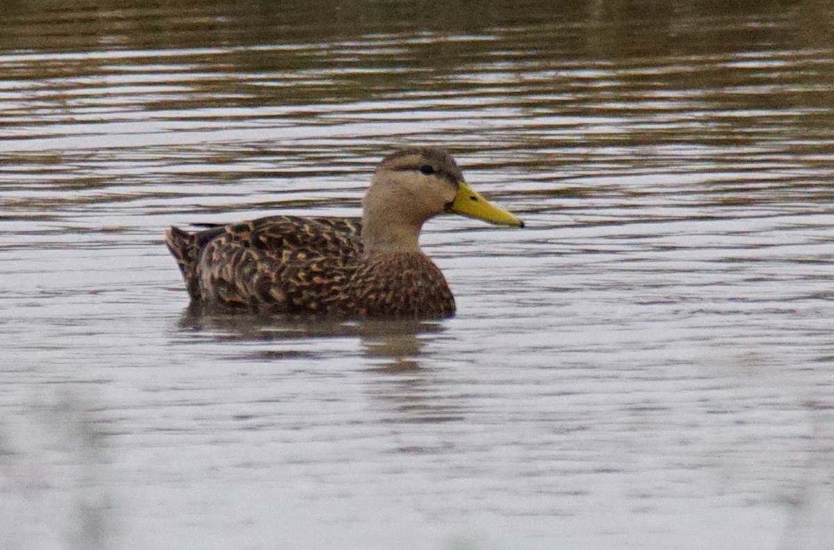 Mottled Duck - ML413564861