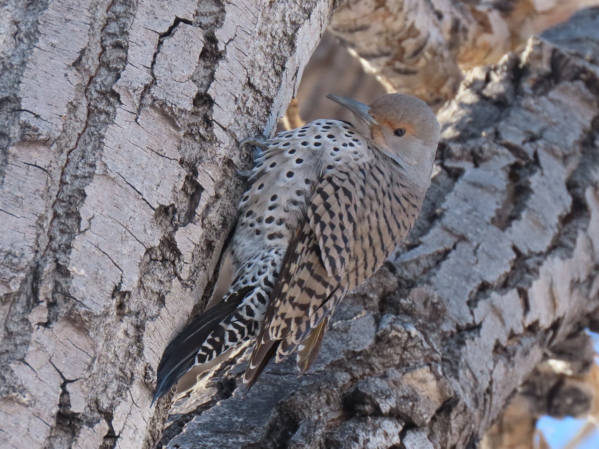 Northern Flicker (Red-shafted) - ML413565361