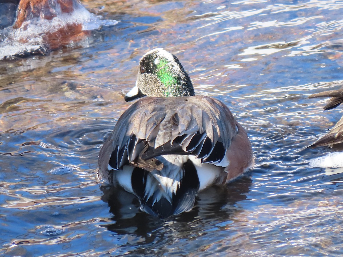 American Wigeon - ML413565761