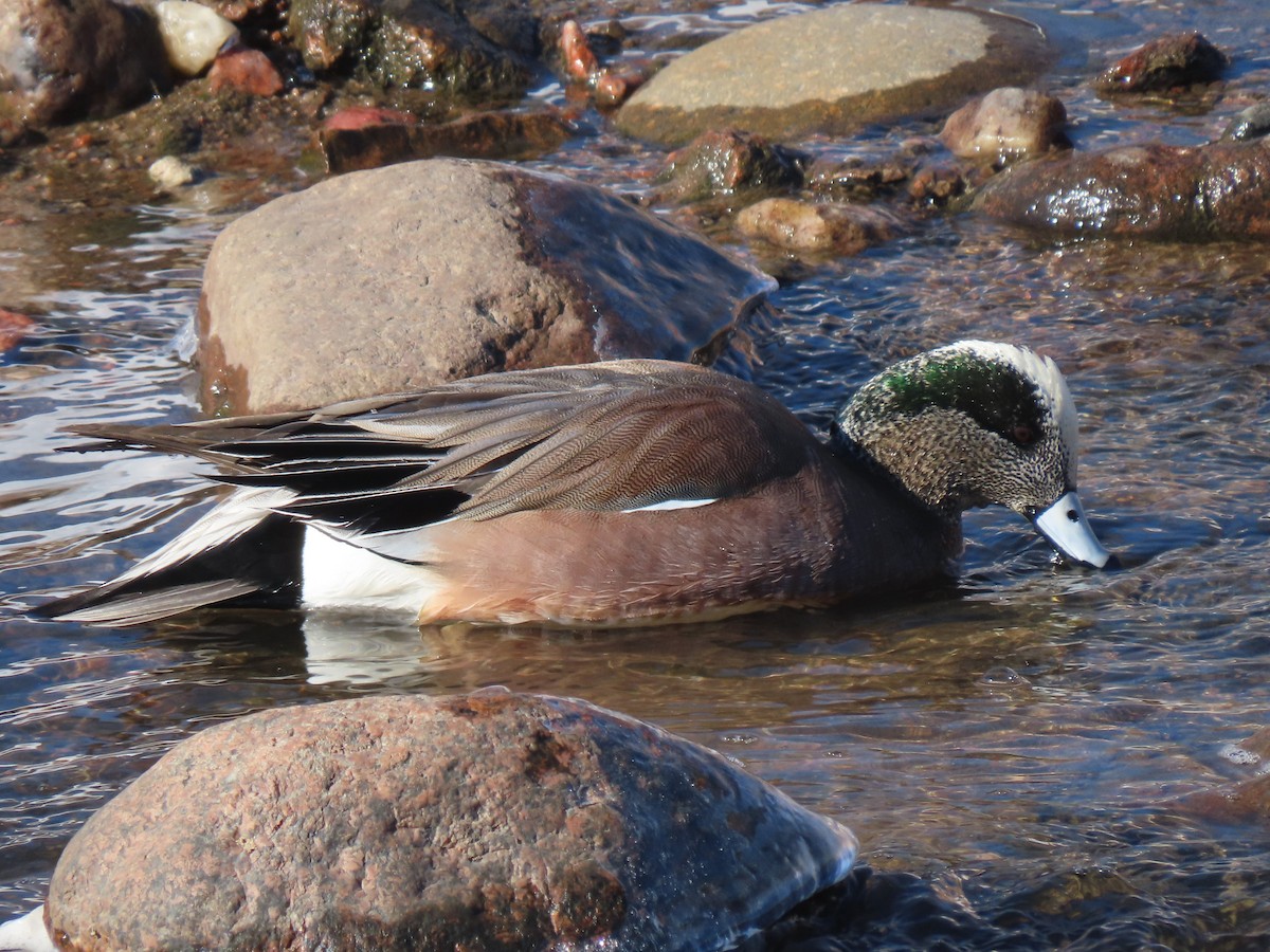 American Wigeon - ML413565941